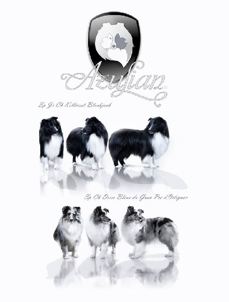 Azulian - Shetland Sheepdog - Portée née le 22/02/2014